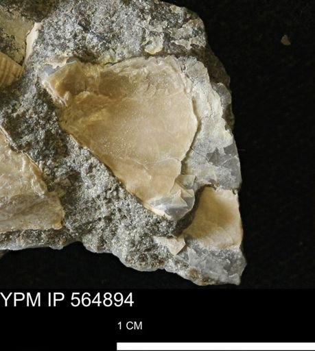 Phelopteria linguaeformis