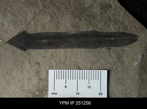 Dolichopterus sp.