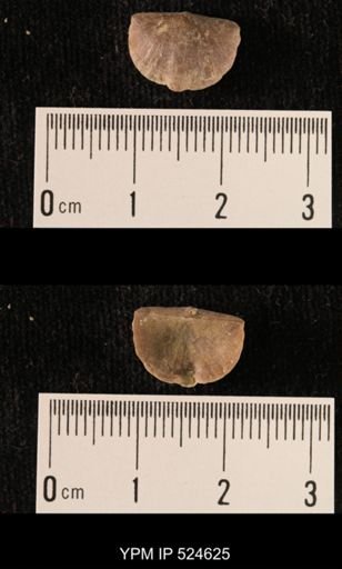 Thaerodonta minnesotensis