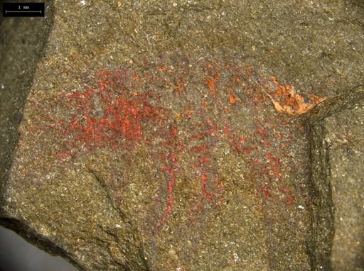 undet. Lobopodia