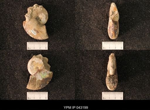 Hoploscaphites nicolletii