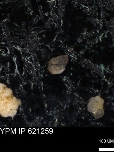 undet. Foraminiferida