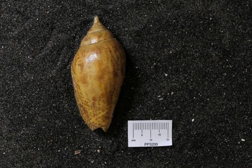 Canarium sp.