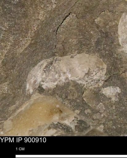 undet. Ammonoidea