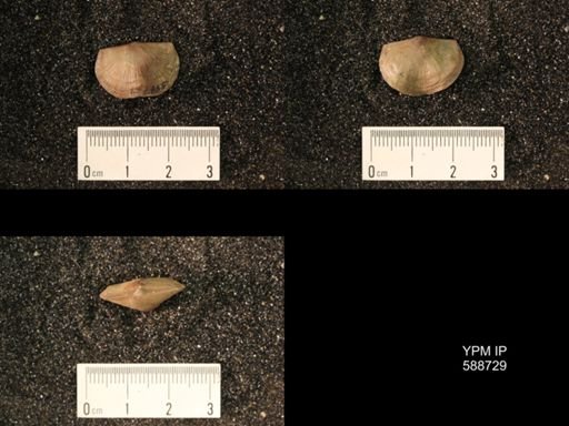 Strophomena sulcata