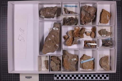 mixed taxa, stratigraphic collection