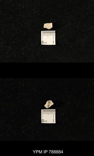 undet. Brachiopoda