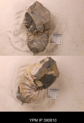 undet. Scaphitidae