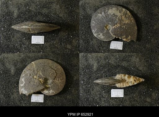 Sphenodiscus sp.