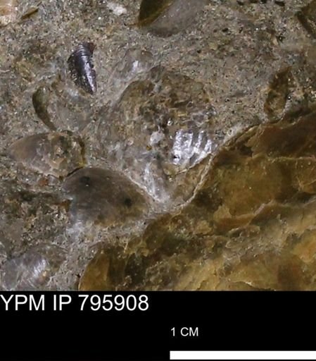 undet. Inoceramidae