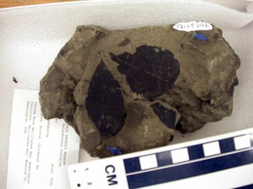 Angiospermopsida