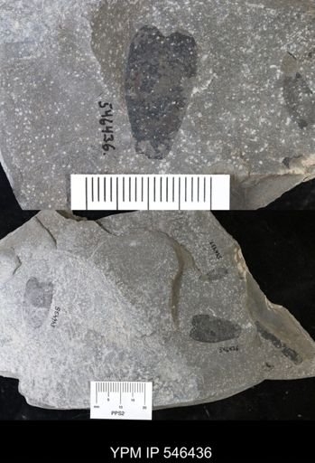 undet. Eurypterida