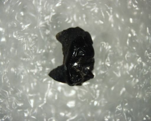 Pelycodus sp.