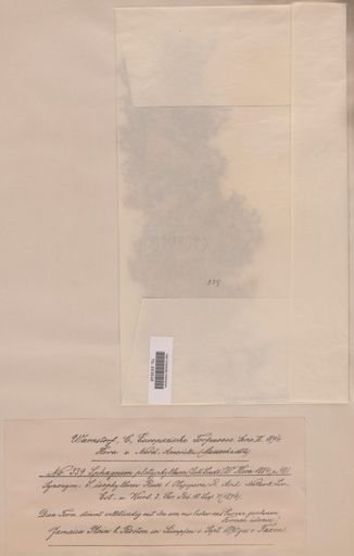 Sphagnum subsecundum