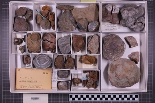 mixed taxa, stratigraphic collection