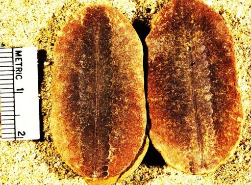 Pecopteris