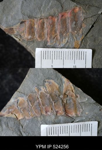 undet. Arthropoda