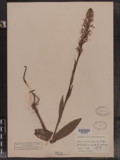 Habenaria lacera