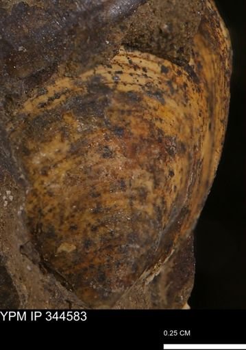 Limopsis striatopunctatus