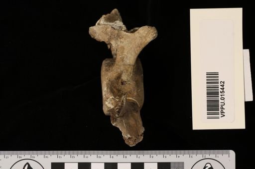 Proinia patagonica