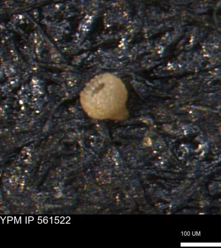Miliammina ischnia