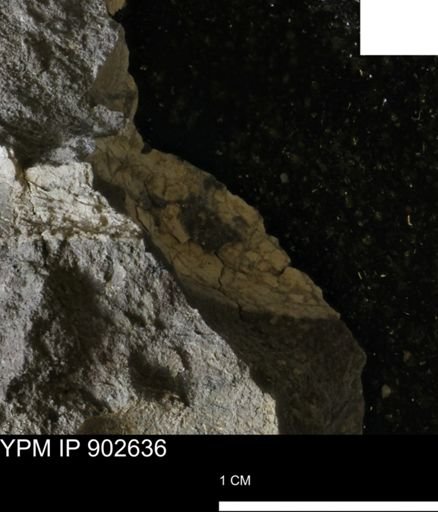 undet. Inoceramidae