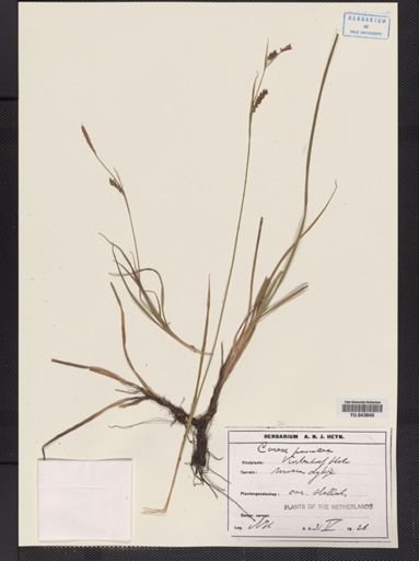 Carex panicea