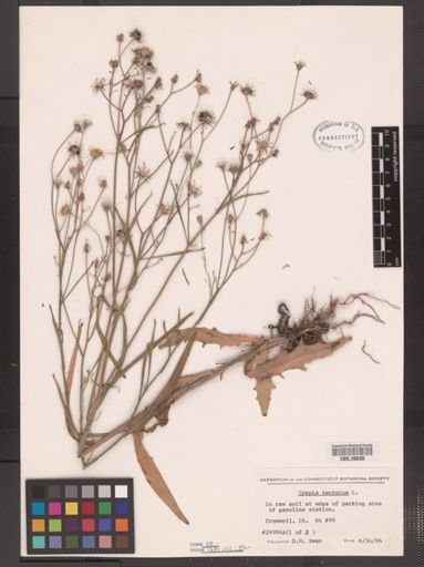Crepis tectorum