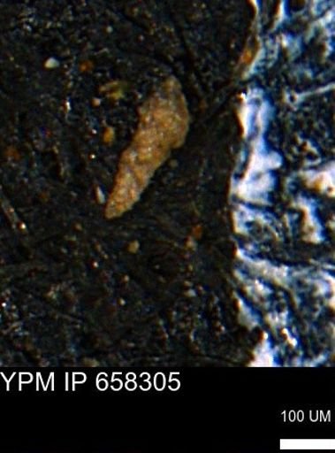 Verneuilinoides kansasensis