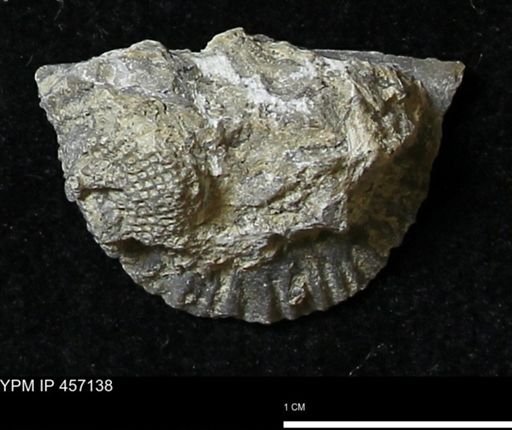 Stropheodonta sp.
