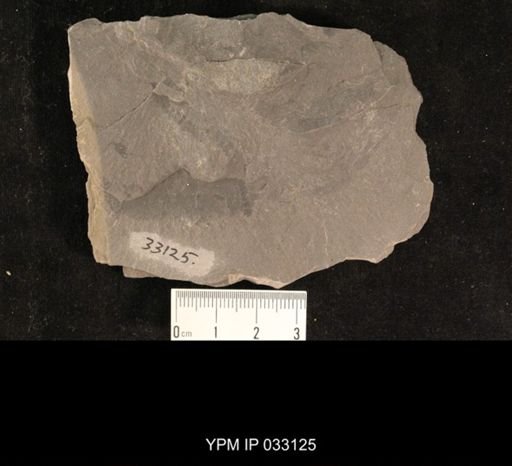 Mormolucoides articulatus