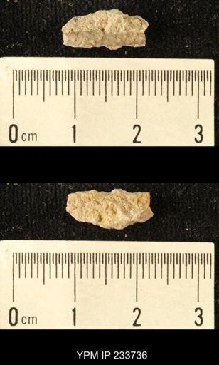 Archaeocidaris sp.