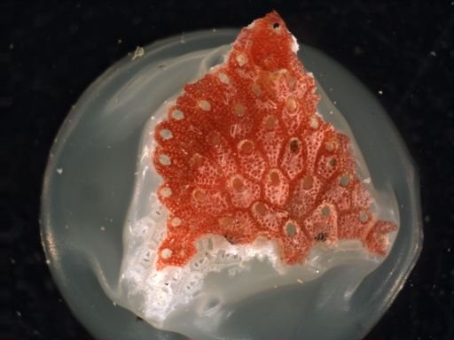 Hippopleurifera mucronata