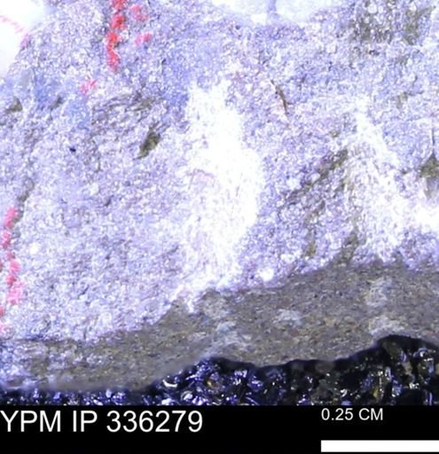 undet. Mollusca