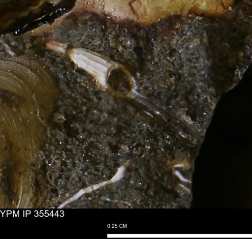 Dentalium?
