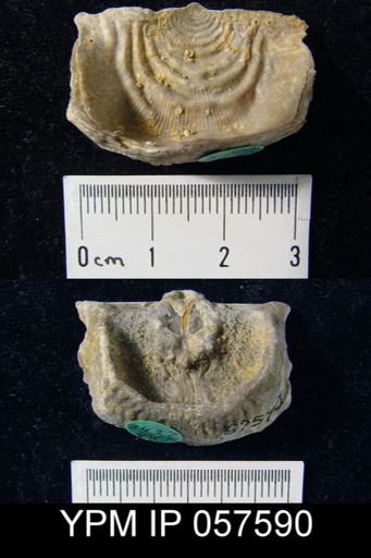 Leptaena rhomboidalis