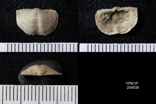 Chonetes sp.