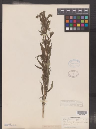 Lithospermum officinale
