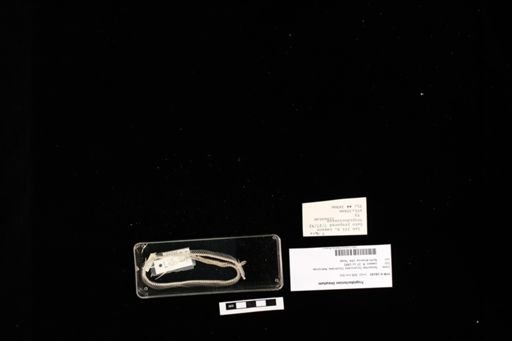Tropidoclonion lineatum