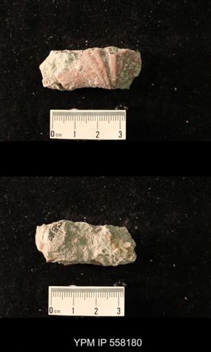 Spirifer cameratus