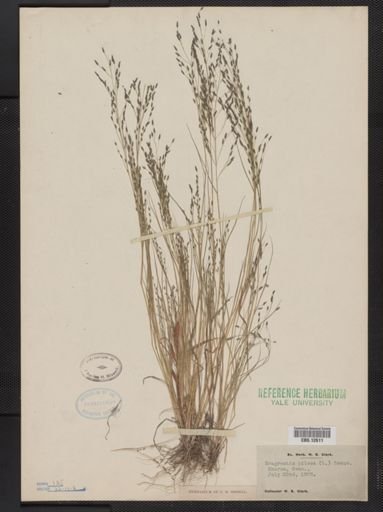 Eragrostis pilosa