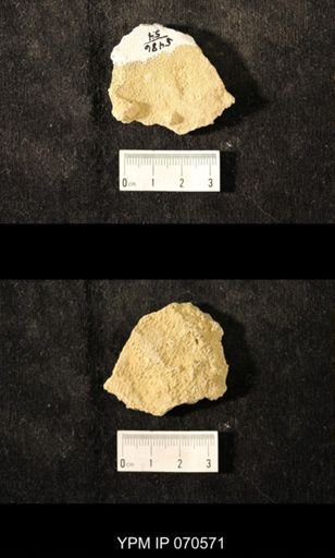 Favosites louisvillensis