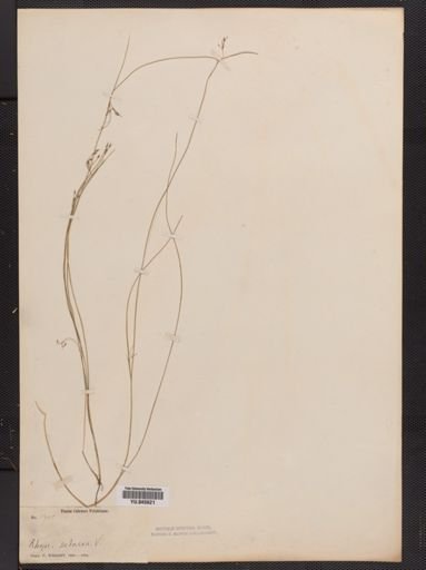 Rhynchospora rariflora