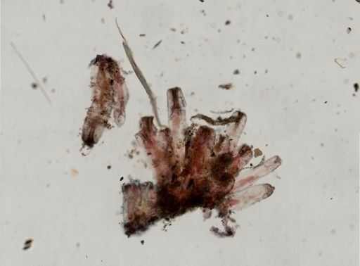 Amathia gracilis