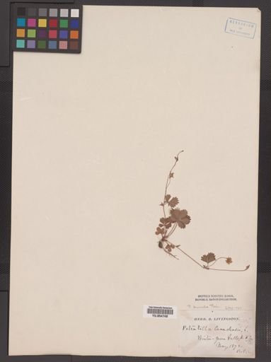 Potentilla canadensis