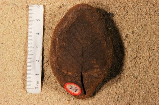 Betulites westii latifolia