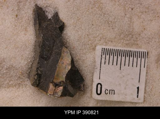 undet. Scaphitidae