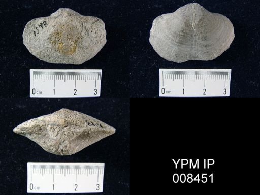 Reticularia lineatoides