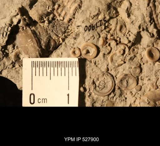 Aganaster gregarius