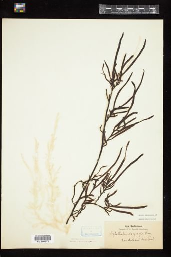 Scytothalia dorycarpa